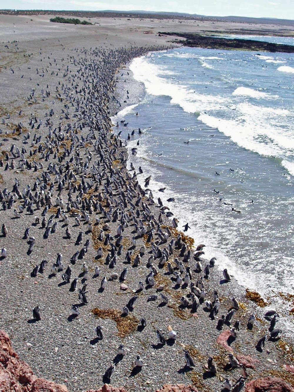 Punta Tombo  Chubut