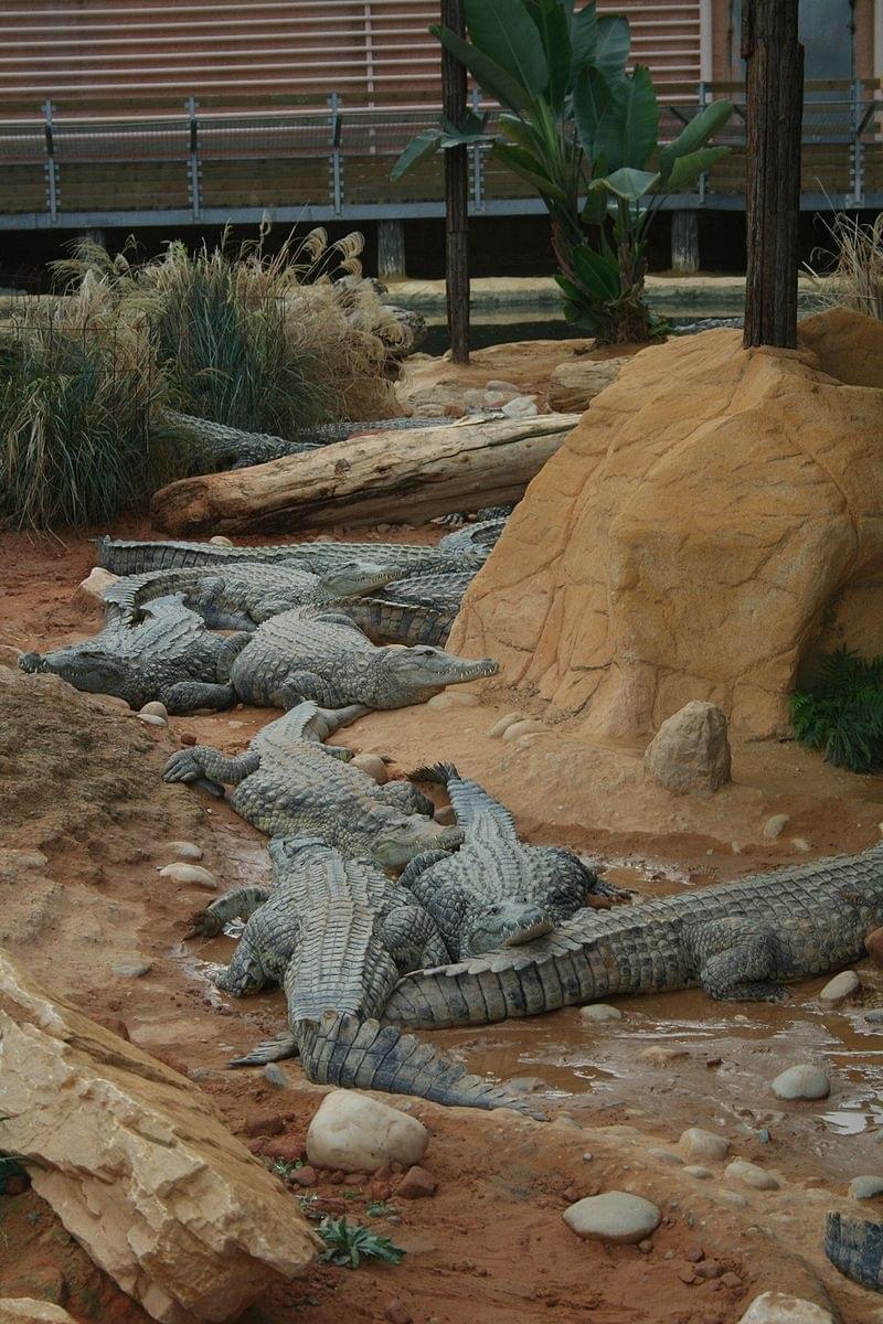 La ferme aux crocodiles