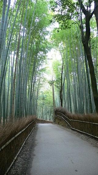La forÃªt de bambous Ã  Arashiyama