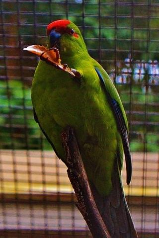 Le parc forestier et zoologique Michel Corbasson