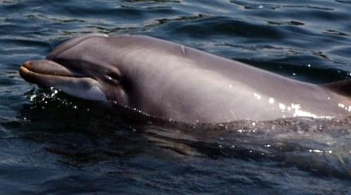 Dauphins PolynÃsie