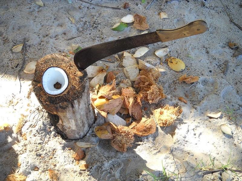 Noix de coco Ã  Tahiti