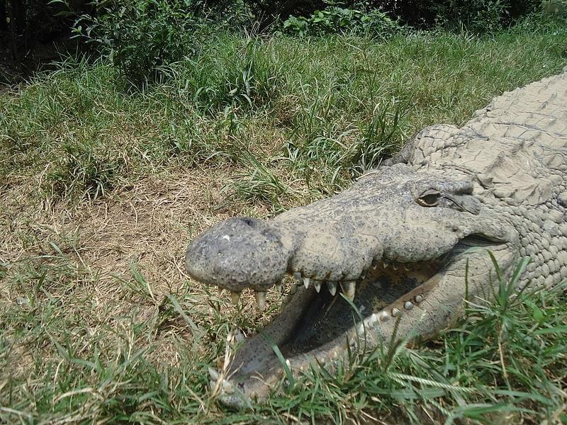 Croc Farm