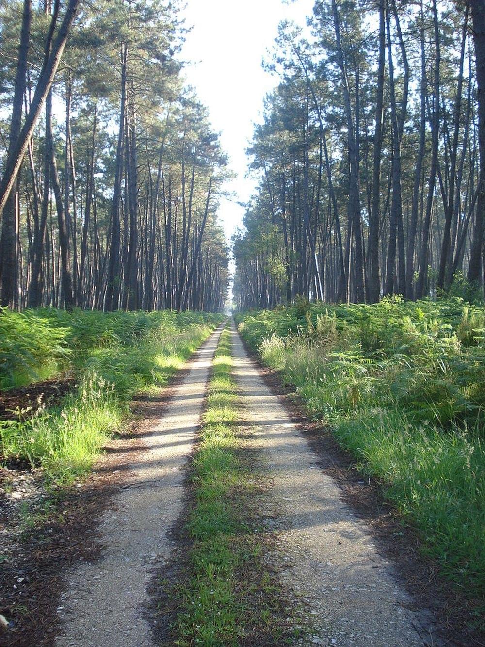 Parc Naturel RÃ©gional des Landes de Gascogne