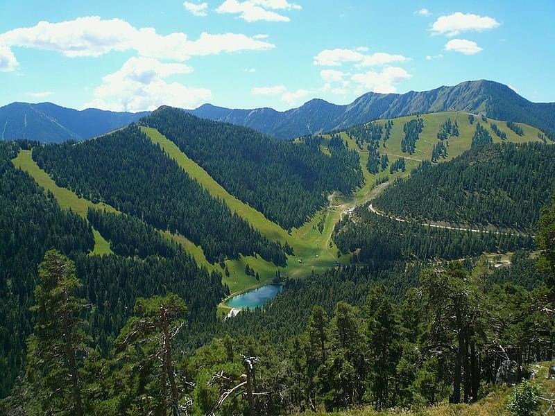 Colmiane forest