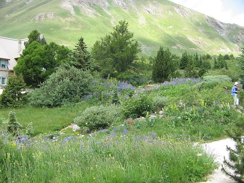 Jardin botanique alpin
