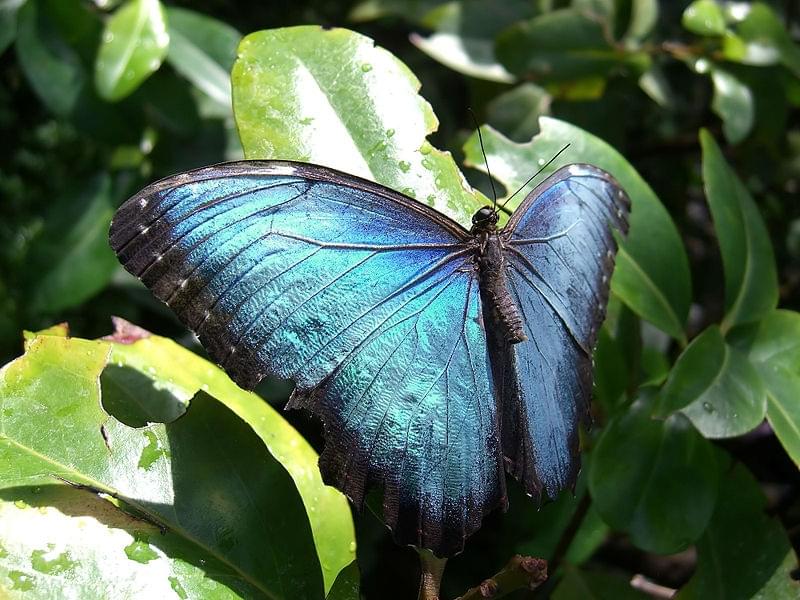 La serre aux papillons