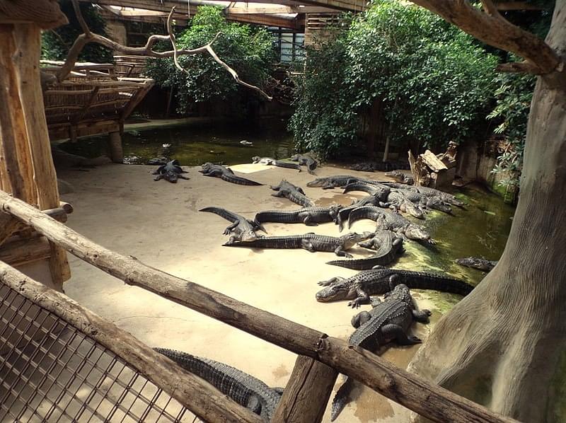 Alligator Bay