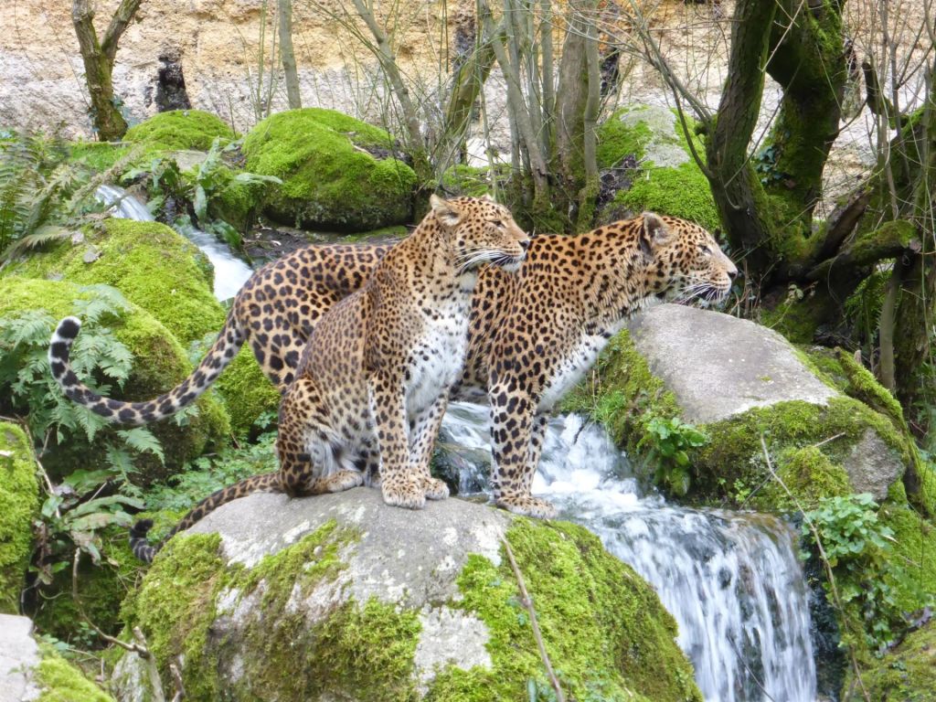 Zoo de Doué
