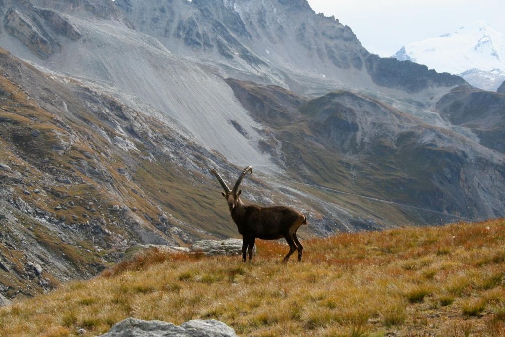 Réserve Naturelle de la Grande Sassière