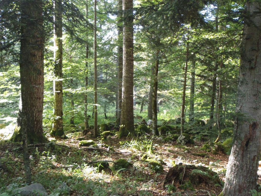 Forêt de Lente