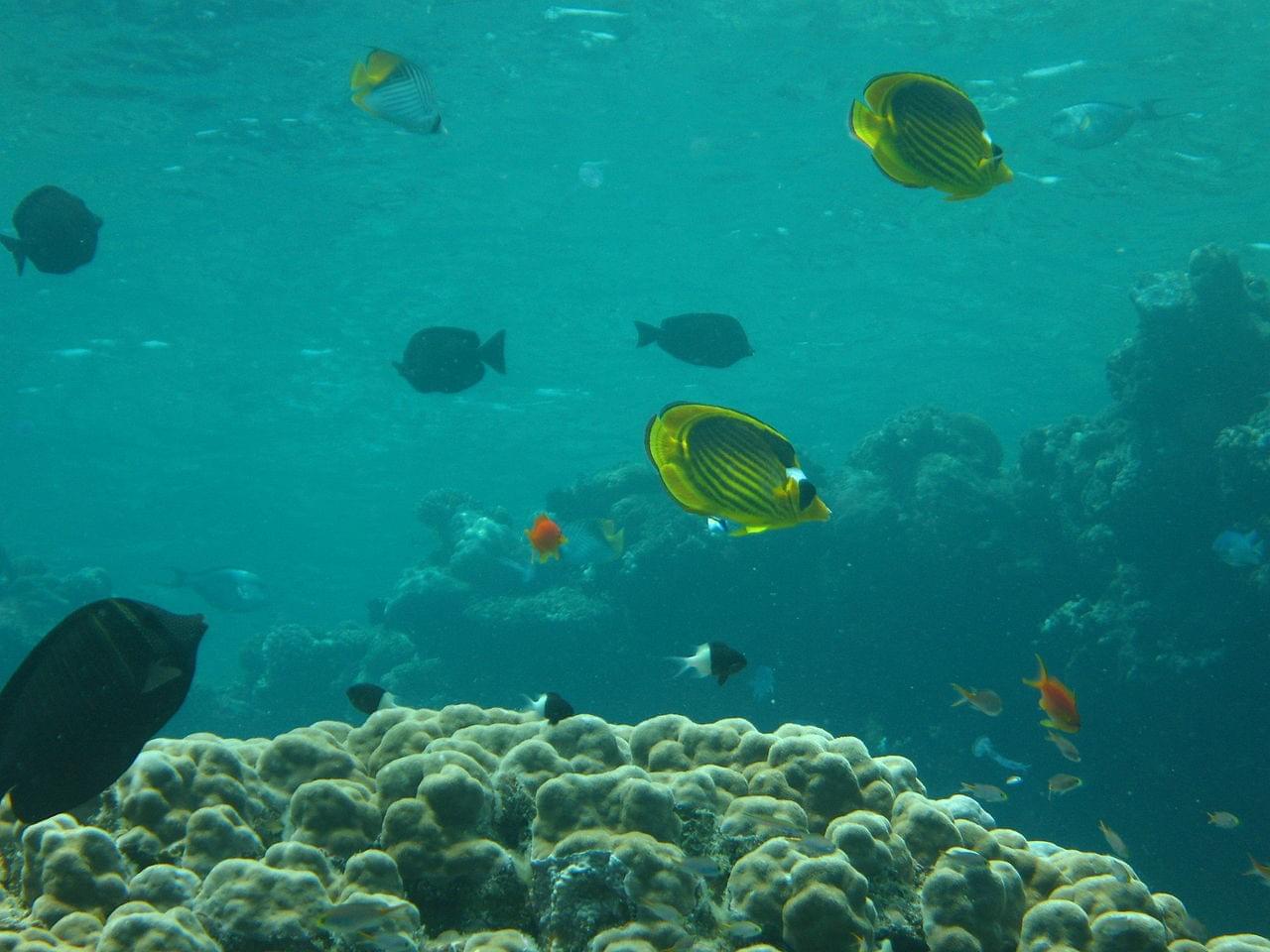 Plongée à Quoseir