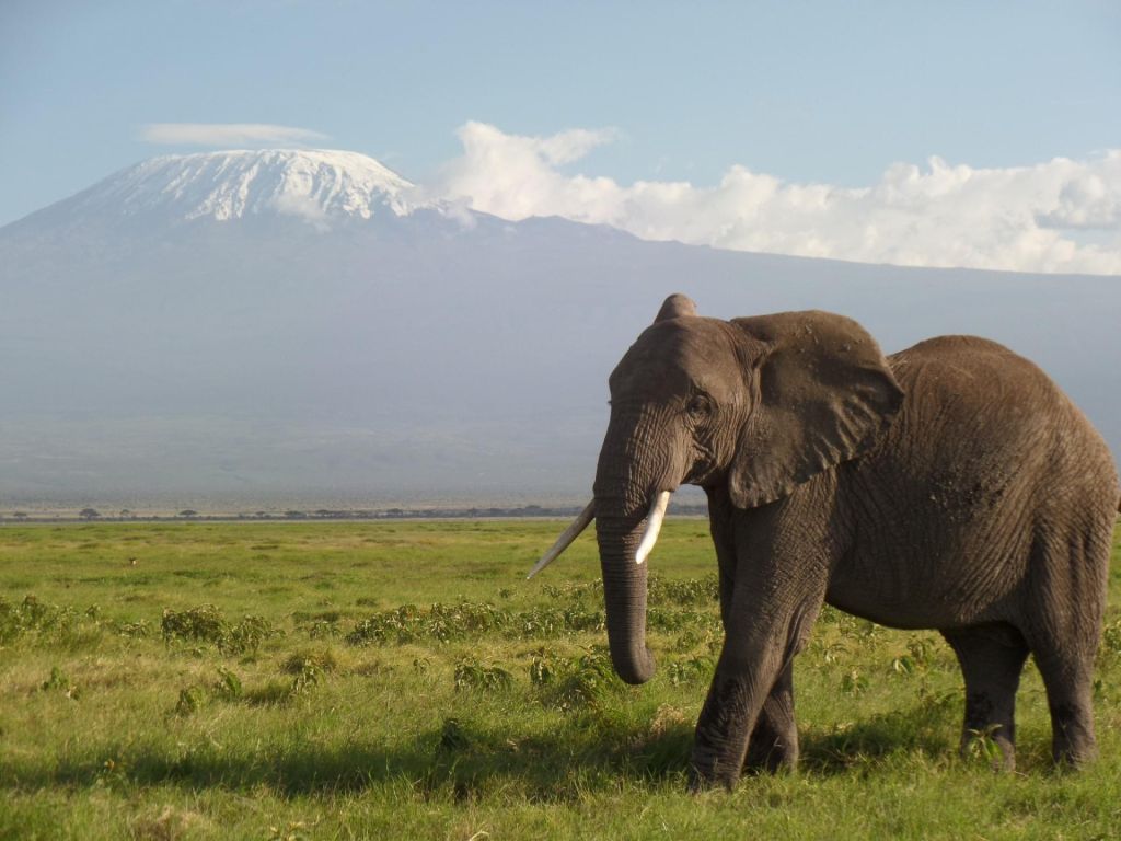 Le Kenya