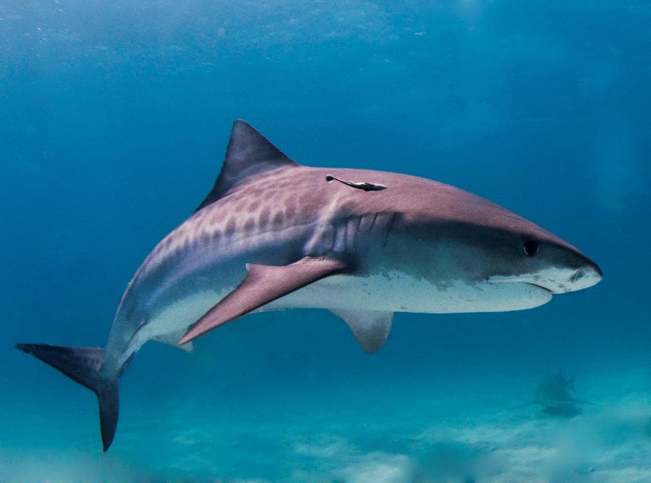 Les requins de la Réunion