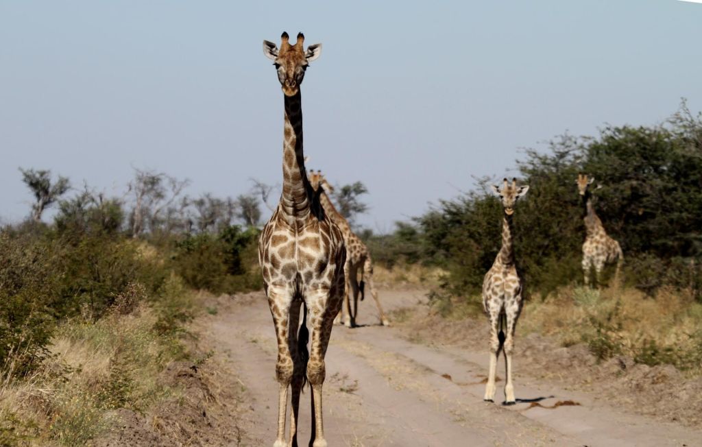 Makgadikgadi Pans