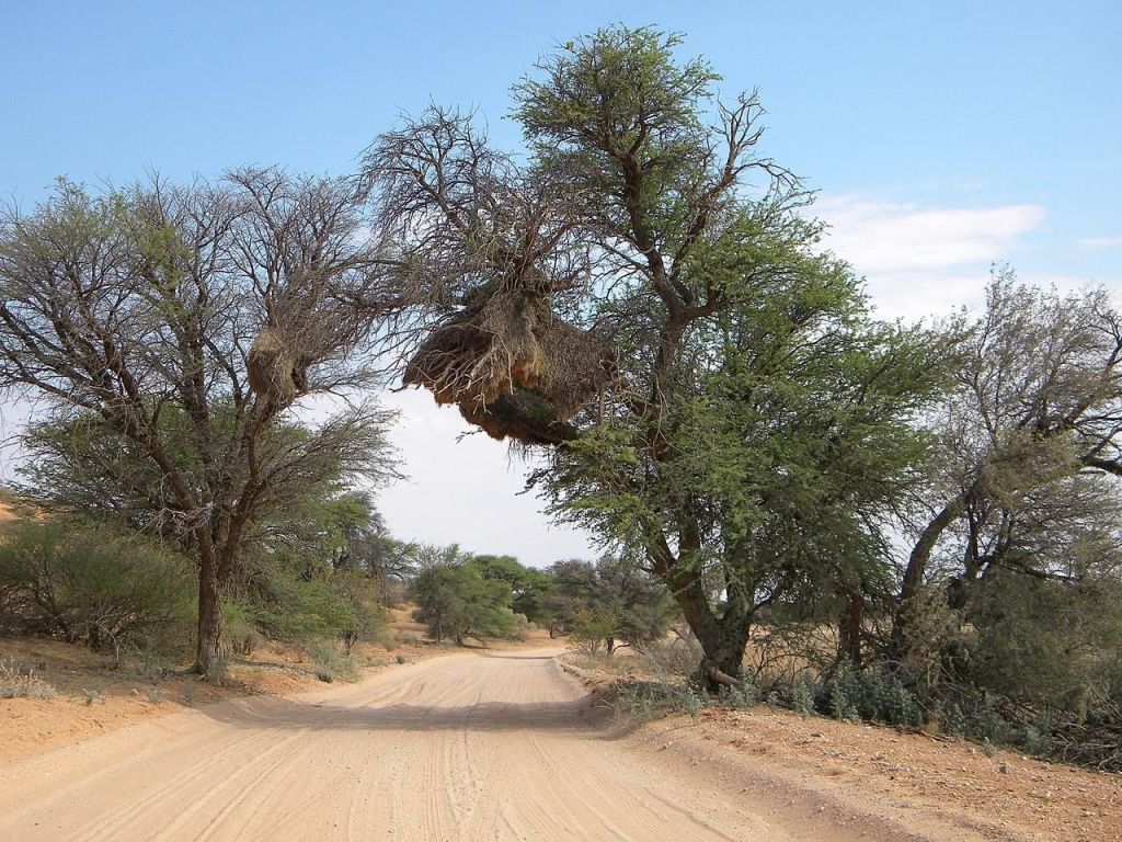 Mabuasehube Game Reserve
