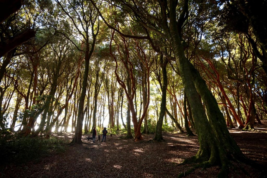 Parc national des Arrayanes