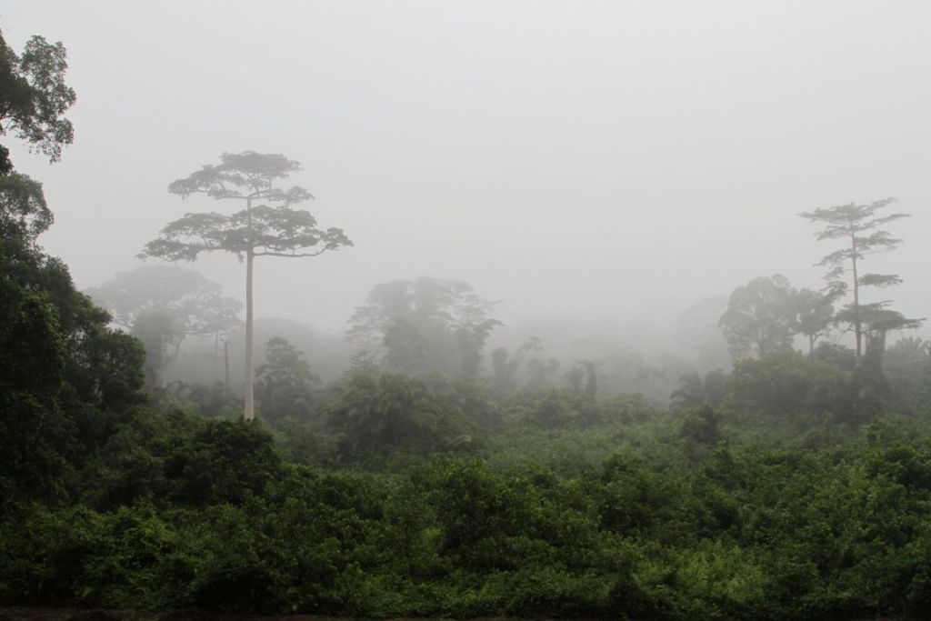 Parc national de Taï