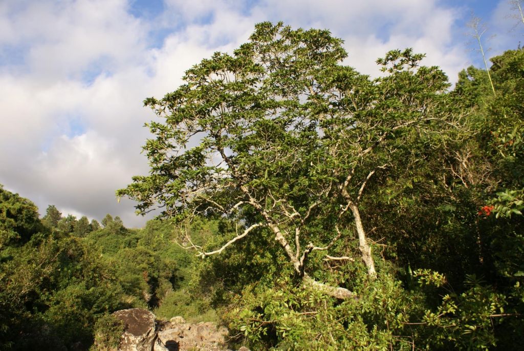 La ravine du Bernica