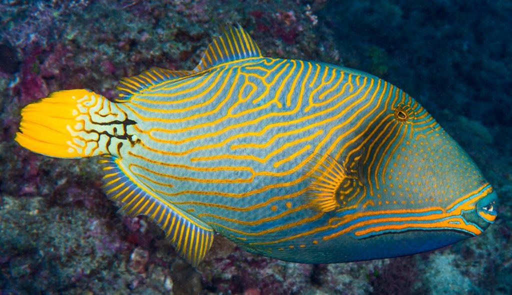 L'Aquarium - Saint-Gilles
