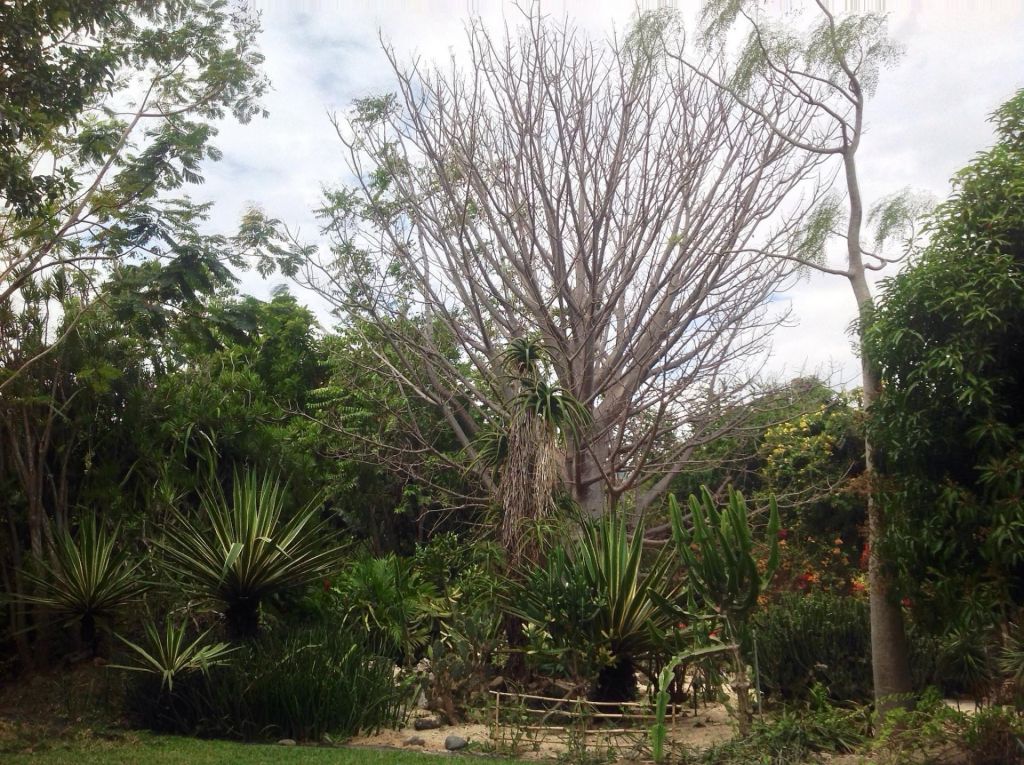 Le Jardin dEden