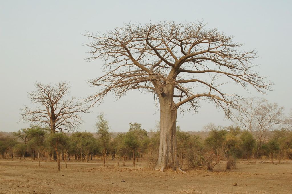 Parc National W - Niger
