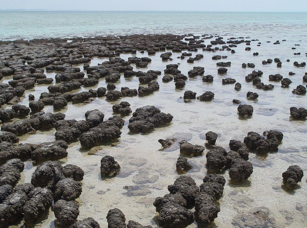 Les stromatolites