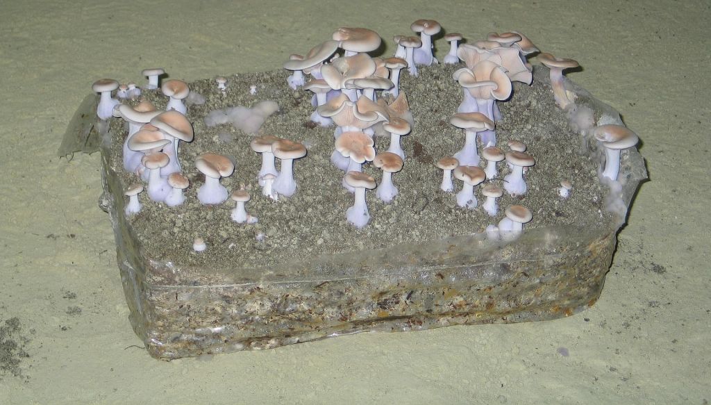 Musée du Champignon - Saumur