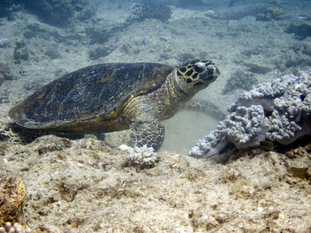 Plonger à Nouméa
