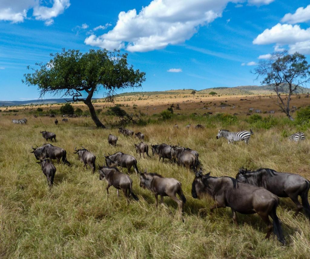 Safari Kenya