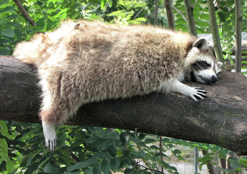 Zoo du bassin dArcachon