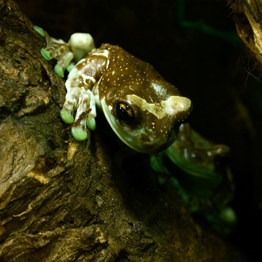 Insectarium de Lizio
