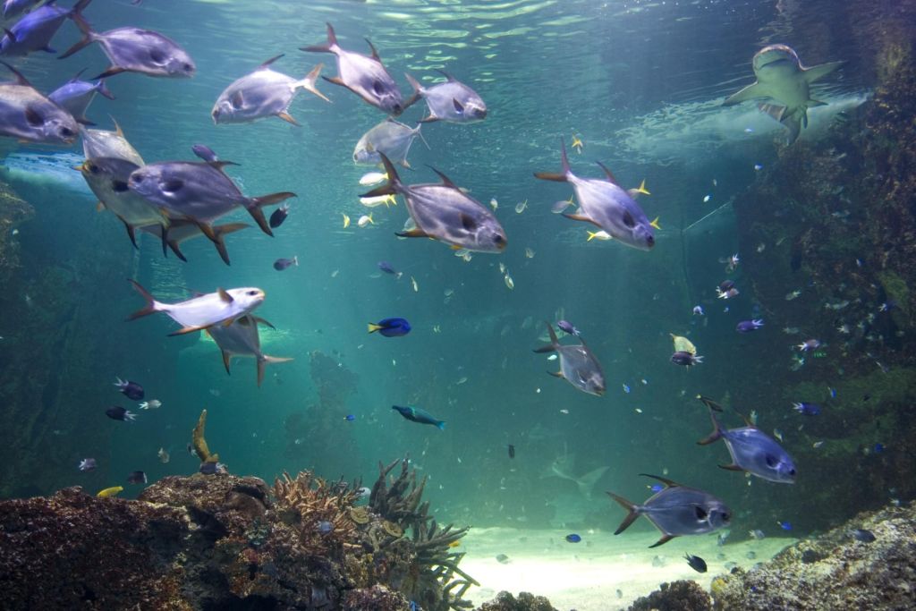 LAquarium