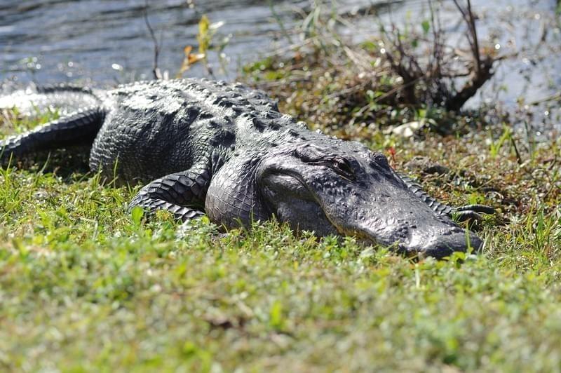 Alligator dans le parc des Everglades