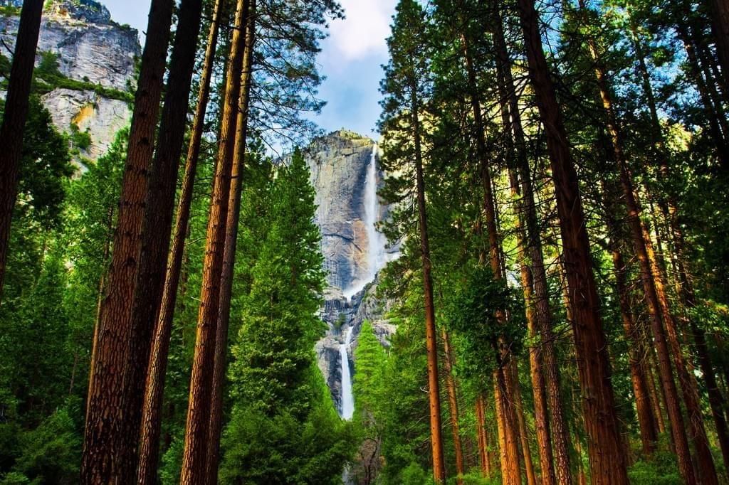 Chute d'eau et séquoias de Yosemite