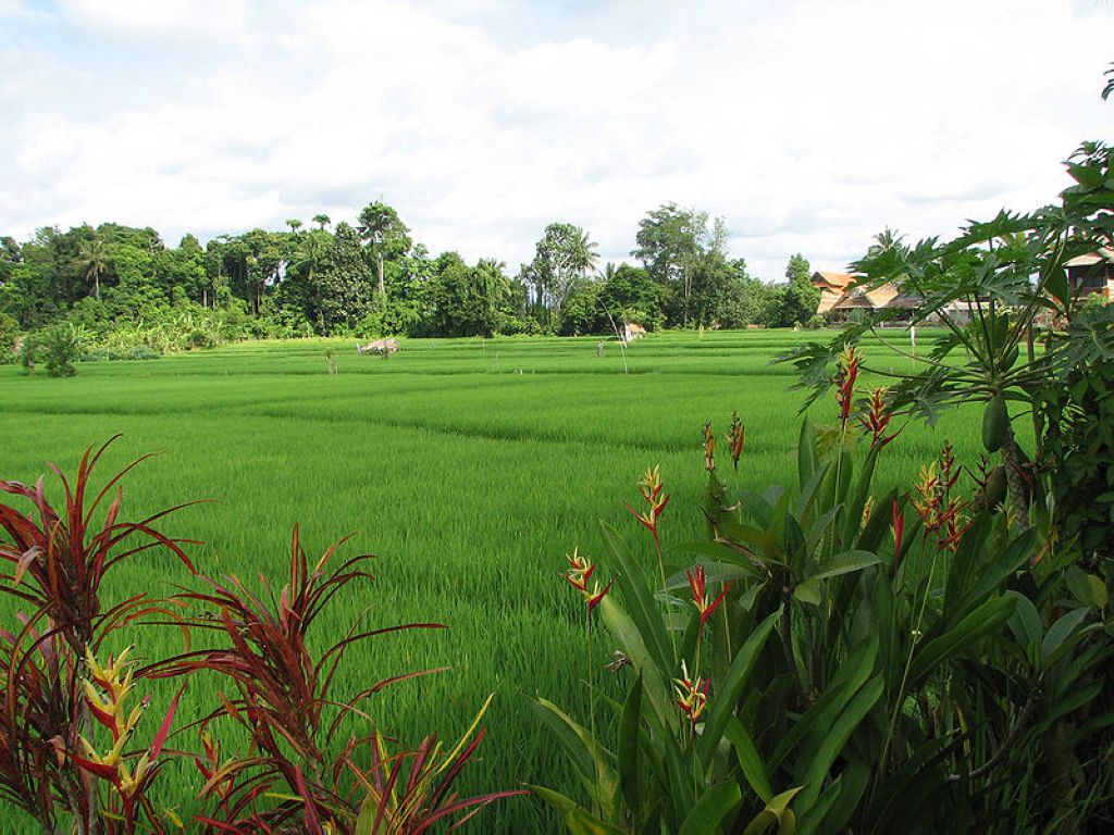Rice fields in Ubud Bali Island Indonesia Ubud