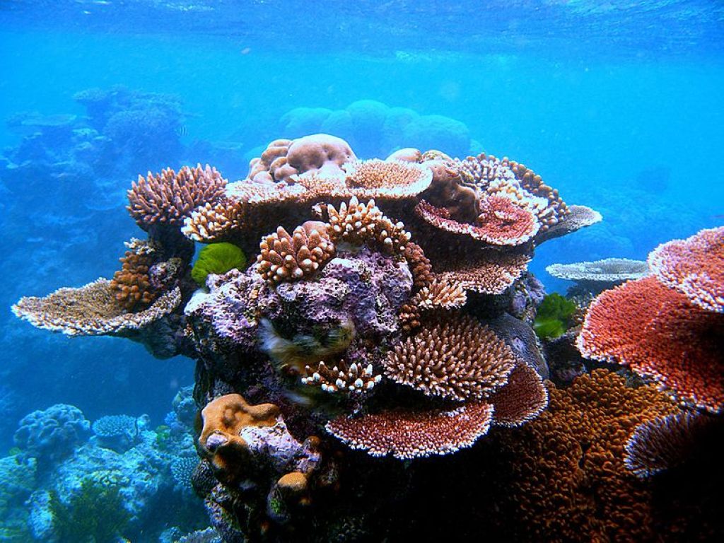 Coral Outcrop Flynn Reef Plongée À La Grande Barrière De Corail