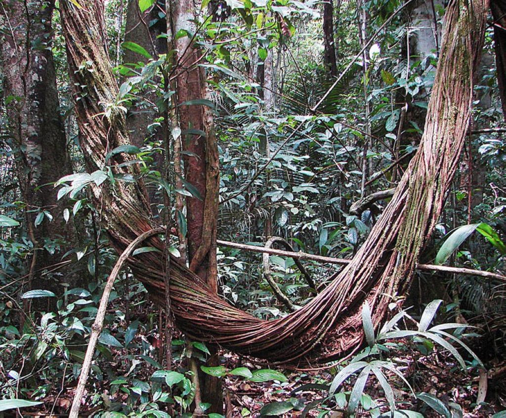 A giant bundled liana in western Brazil La Forêt Amazonienne