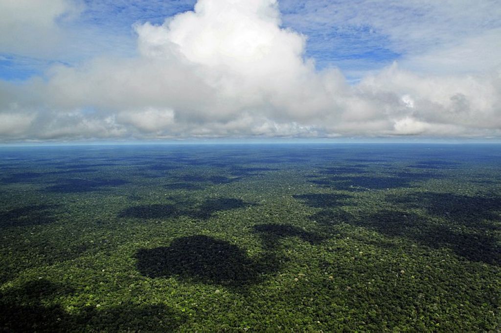 Forêt amazonienne La Forêt Amazonienne