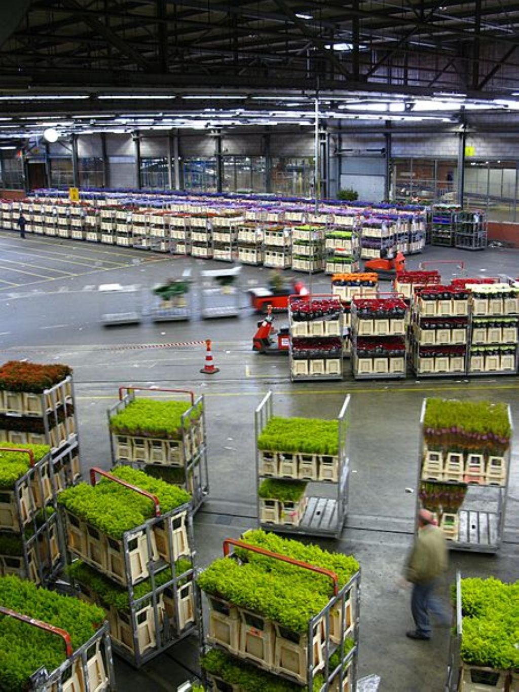 Marché aux fleurs à Aalsmeer Le Marché Aux Fleurs Damsterdam