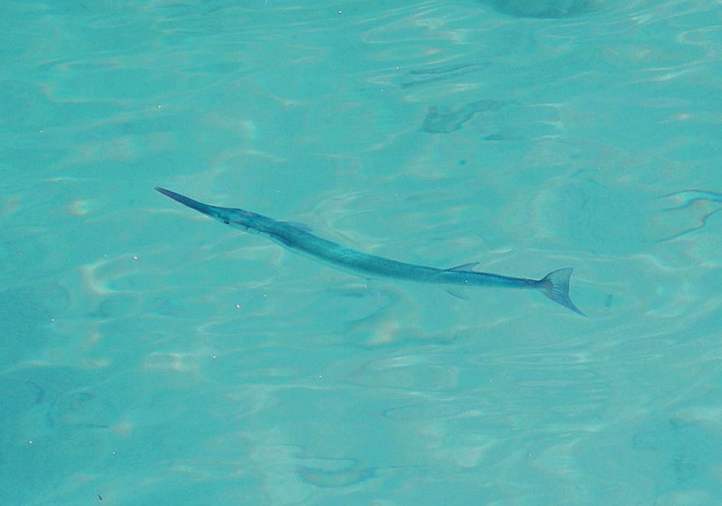 Trumpet fish in Cayo Largo Cuba Plongée À Cayo Largo