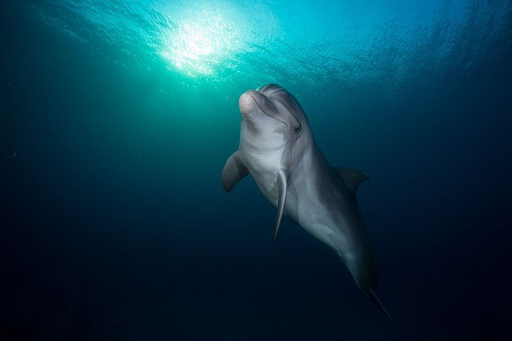 Eilat Dolphin Reef  Plongée À Eilat