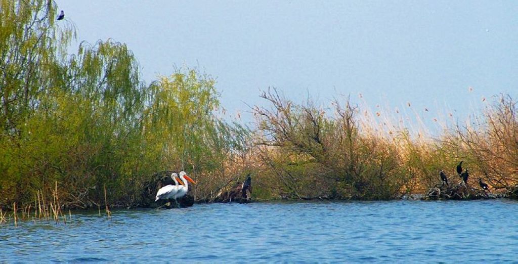 Pélican et Grand Cormoran dans le Delta du Danube Delta Du Danube