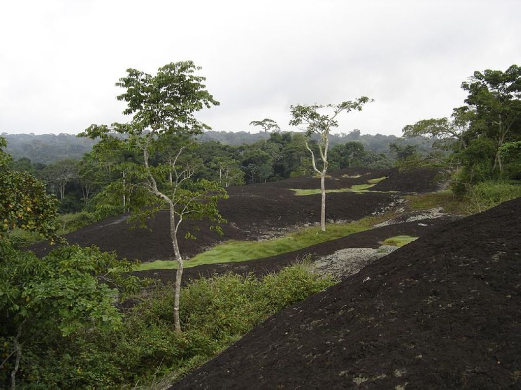 Réserve de la faune du Dja au Cameroun Réserve De Faune Du Dja