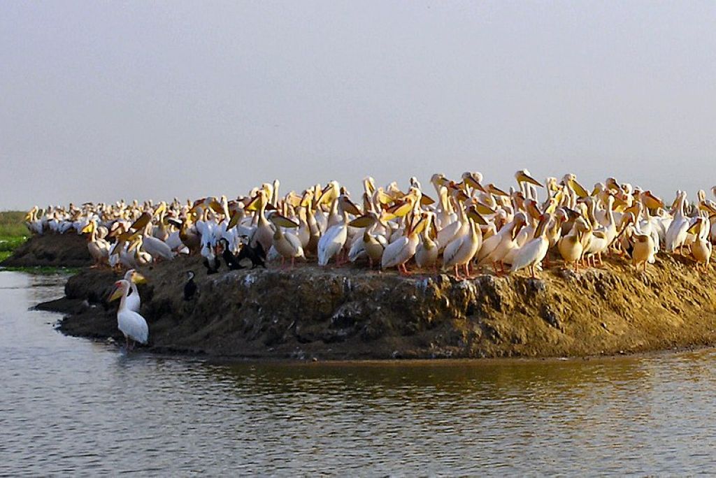 Djoudj ile pelican. Parc National Des Oiseaux Du Djoudj