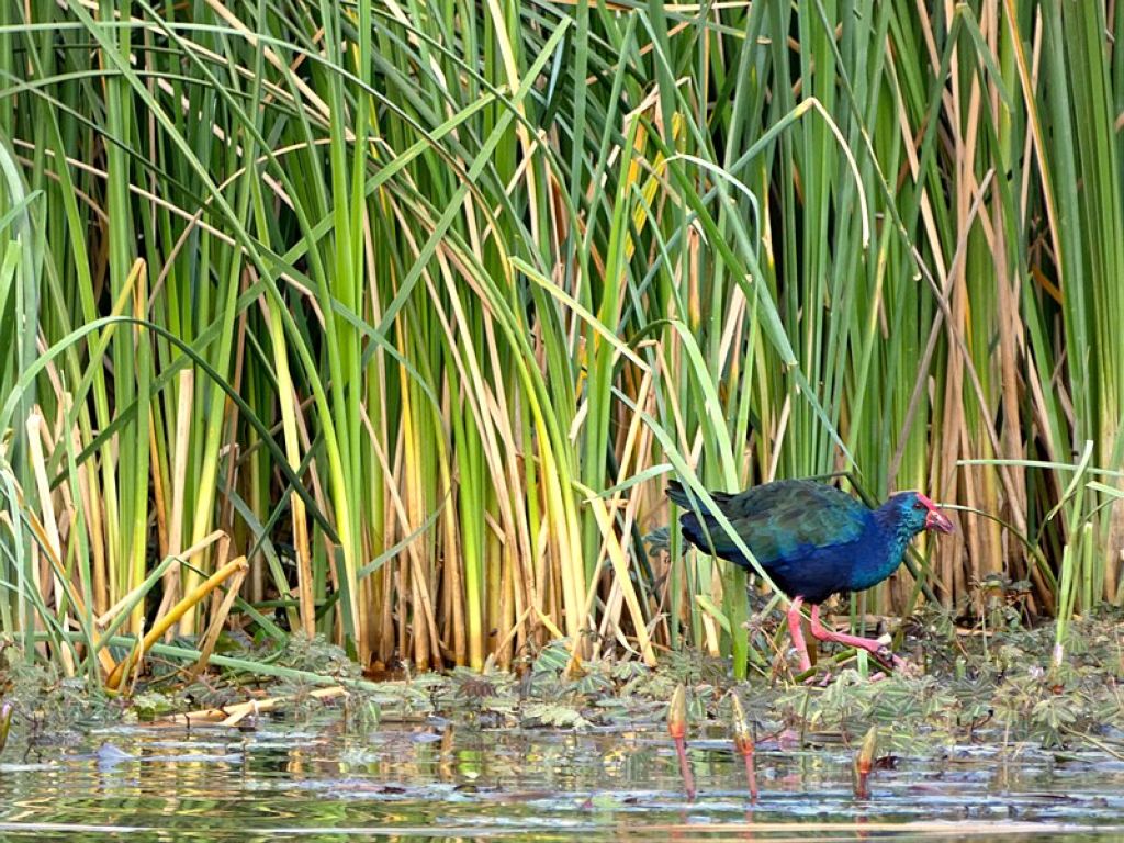 Djoudj National park, Senegal Parc National Des Oiseaux Du Djoudj