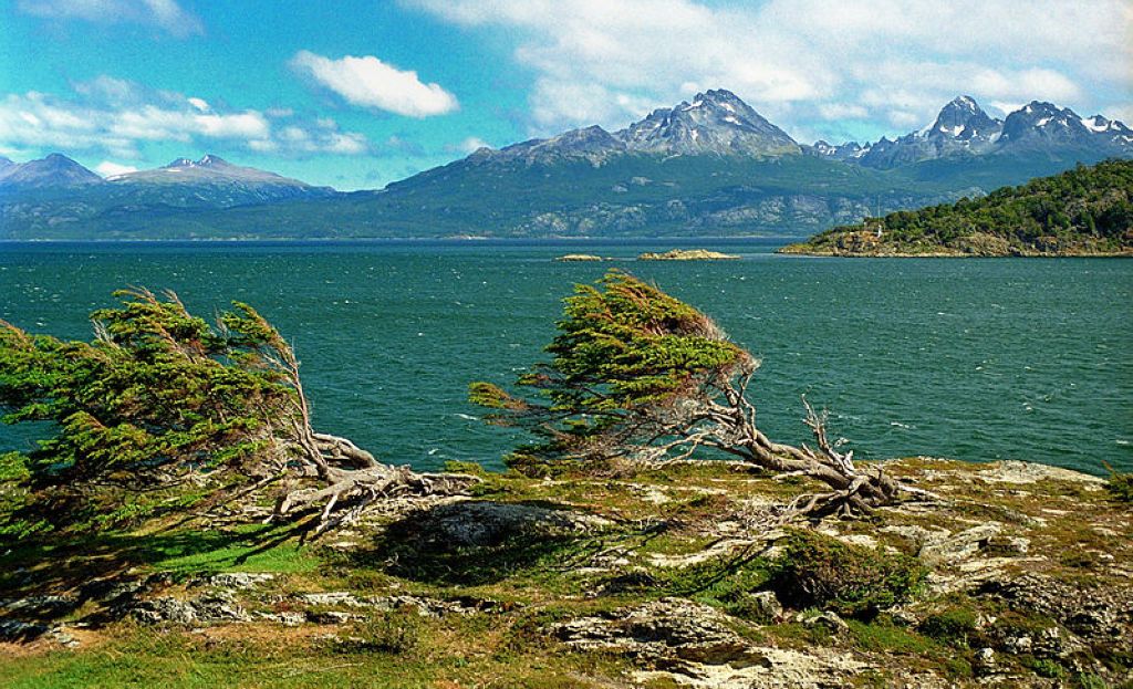 Nothofagus Puerto Harberton Tierra del Fuego Argentina La Terre De Feu