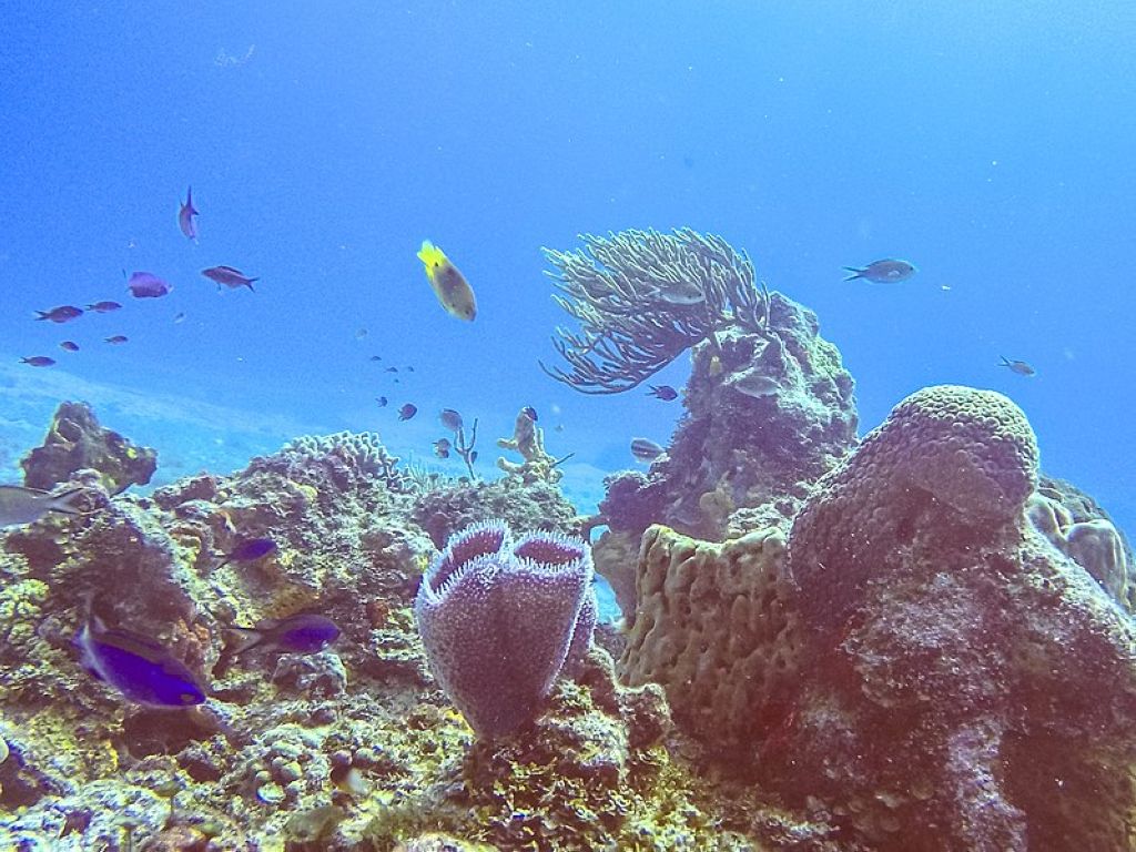 Coral reef and marine life in Arrecifes de Cozumel National Park Plongée À Cozumel
