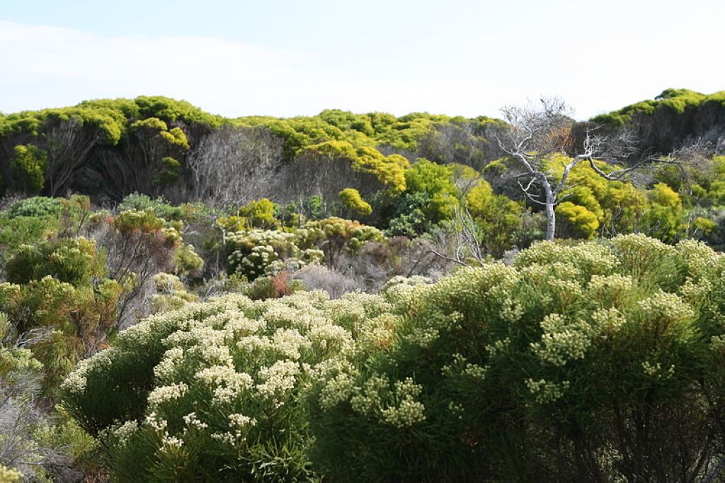 Some of the unique flora at the Cape Peninsula, South Africa Aires Protégées De La Région Florale Du Cap