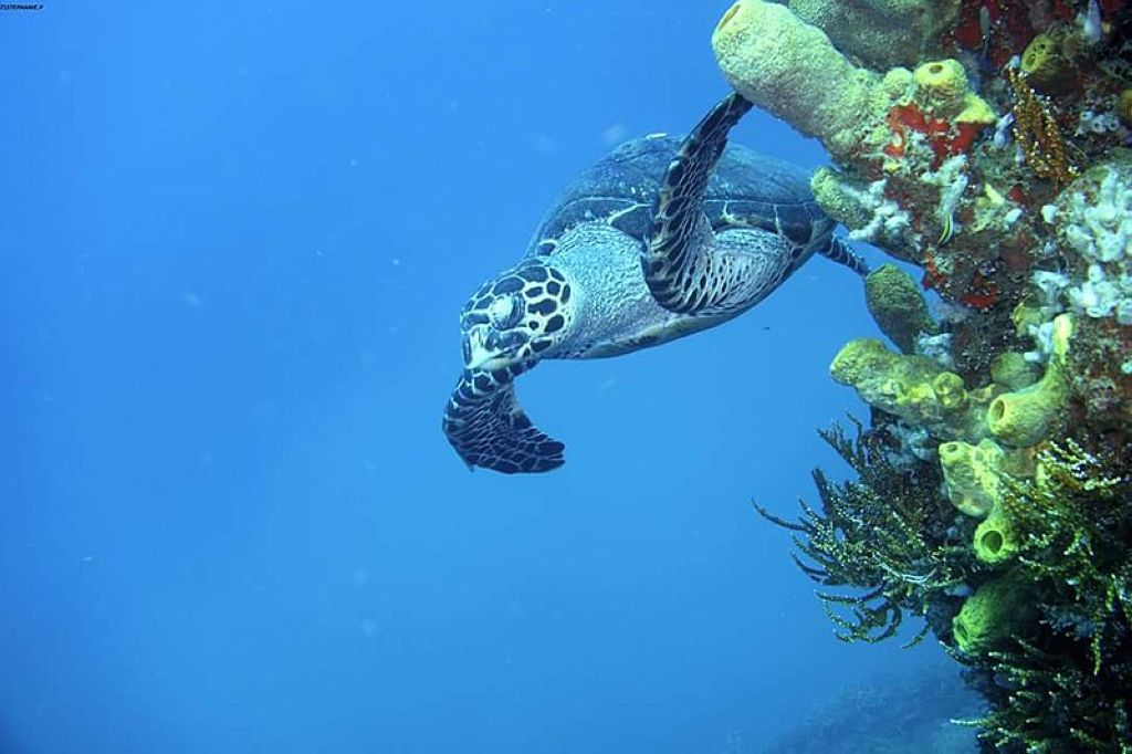 Dame tortue sur le Fran jack en Guadeloupe Plongée En Guadeloupe